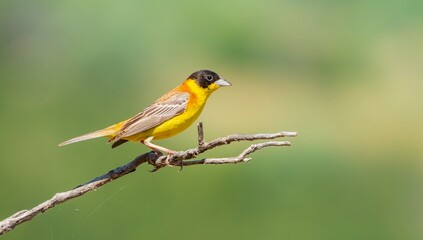 Black-headed Bunting (Emberiza melanocephala) migrates from Africa to Asia and Europe to breed in summer. The Tigris Valley in Diyarbakır is a good breeding ground for these birds. 