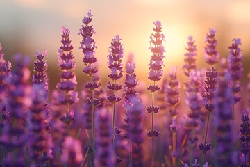 Lavender Field at Sunset - Scenic Nature Landscape, Floral Beauty, and Tranquil Ambiance