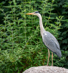 superbe héron cendré, debout perché sur un rocher, l'arrière plan est légèrement flotté représentant des herbes