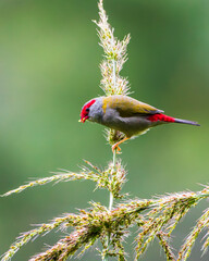 Closeup of a Red-browed finch perched on a plant