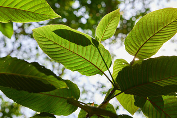 Close-up view of mitragyna speciosa or Kratom leaf on field