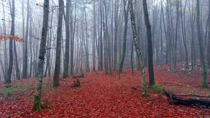 Foggy dreamy autumn woods with red leaves on the ground.