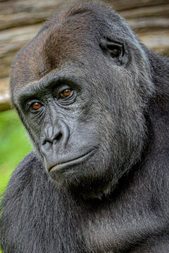 Portrait of female Gorilla, Silver backed Male Gorilla. The gorilla looks into the camera