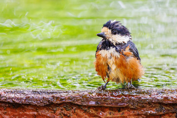 泉で水浴びをする可愛いヤマガラ（シジュウカラ科）。

日本国神奈川県秦野市、弘法山公園、権現山バードサンクチュアリにて。
2022年7月撮影。

A lovely Varied Tit (Sittiparus varius) bathing in a spring.
