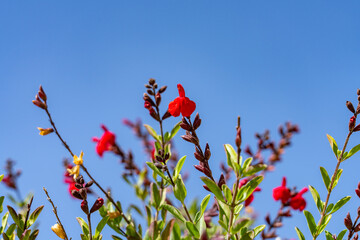 Salvia greggii, the autumn sage, is a herbaceous perennial plant， Plants at Griffith Observatory, Los Angeles, California