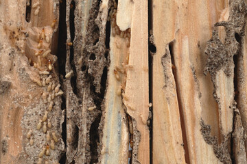 Group of the small termite destroy timber, termites eat wood and destroy buildings, termite...