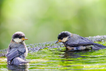 泉で水浴びをする可愛いヤマガラ（シジュウカラ科）の幼鳥のペア。

日本国神奈川県秦野市、弘法山公園、権現山バードサンクチュアリにて。
2022年7月撮影。

A pair of the lovely juvenile Varied Tit (Sittiparus varius) bathing in a spring.

