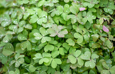 Green leaves of woody plants in nature.