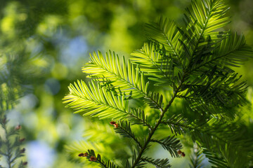 Green leaves against the blue sky under the sun. Summer forest landscape.
