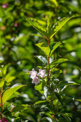 Flowers in nature outdoors. Spring landscape of flowers.