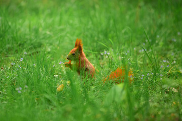 Hungry squirrel finds a snack in the park