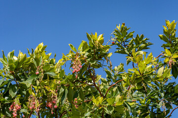 Arbutus andrachne,  Greek strawberry tree, is an evergreen shrub or small tree in the family Ericaceae, Plants at Griffith Observatory, Los Angeles, California