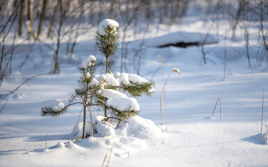 green pine trees covered with white snow, close-up landscape - Powered by Adobe