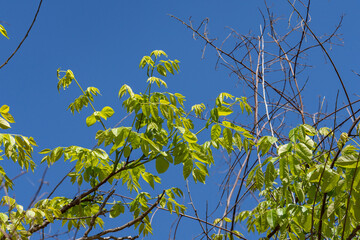 Swietenia mahagoni, American mahogany, Cuban mahogany, small-leaved mahogany, and West Indian mahogany, Kalākaua Avenue, HONOLULU, OAHU, HAWAII