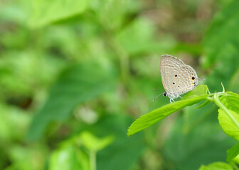 The Plain Cupid ( Chilades pandava ) butterfly on leaf with natural green background , Black spot and orange color eye pattern on insect wing