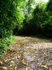 Open road in forest covered with green and brown leaves , Beautiful tree tunnel in the jungle , Thailand	