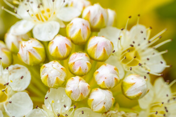 Detailed close-up of a cluster of white blossoms with yellow centers and delicate stamens, set against a lush green background. The image captures the intricate beauty and freshness of the flowers.