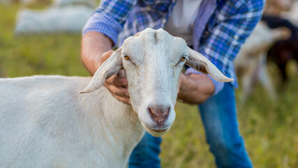 Trust and connection:
A close-up portrait of a man and his goat, sharing a moment of calm.
A gentle...