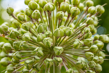 Detailed close-up of green seed pods growing on long stems, arranged in a radial pattern. The image showcases the intricate structure and natural beauty of the plant against a blurred green background