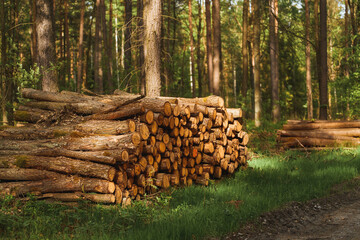 Stack of Logs in a Forest