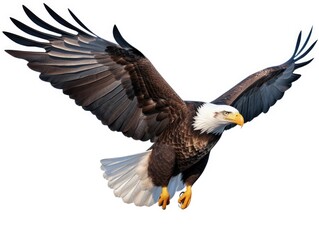 Obraz premium Bald Eagle Isolated on White Background, Adult Flying Eagle Isolated on White Background