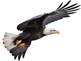 Obraz premium Bald Eagle Isolated on White Background, Adult Flying Eagle Isolated on White Background