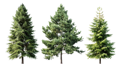 Pine trees isolated on a transparent background