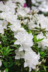 Fototapeta premium blooming white flowers in the garden, green leaves