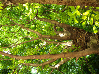 Fototapeta premium Spring is coming, and the green leaves of Pueraria lobata grow vigorously under the sunlight. 