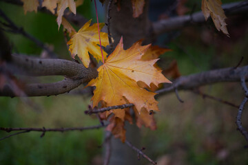 maple leaves on tree