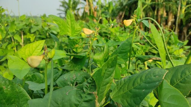 "Explore the fascinating growth journey of long bean plants in this captivating video. From sprouting seeds to lush vines, witness nature's beauty unfold."