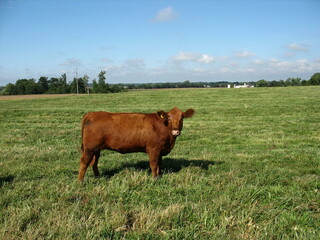 the brown cow is standing in the green grass on the pasture