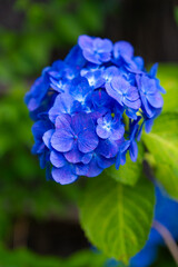紫陽花