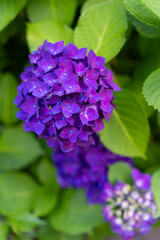 紫陽花