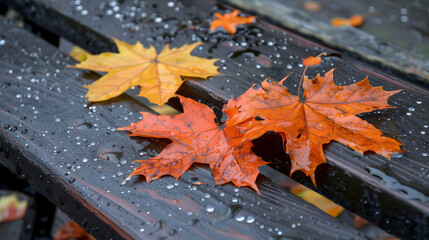 Wet maple leaves on a wooden surface signify the start of academic year. leaves on a bench, with water droplets scattered around, indicating rainy weather typical of early autumn.