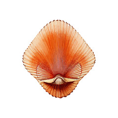 Watercolor Seashells clip art, Sea clipart, colorful Shells illustration, cute Seashell Watercolor illustrations for printing on baby clothes, pattern, sticker, postcards, print, fabric, and books