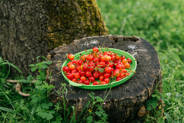 tasty red cherries summer waits eat it