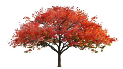 Autumn maple tree isolated on transparent background