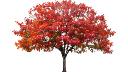 Autumn maple tree isolated on transparent background