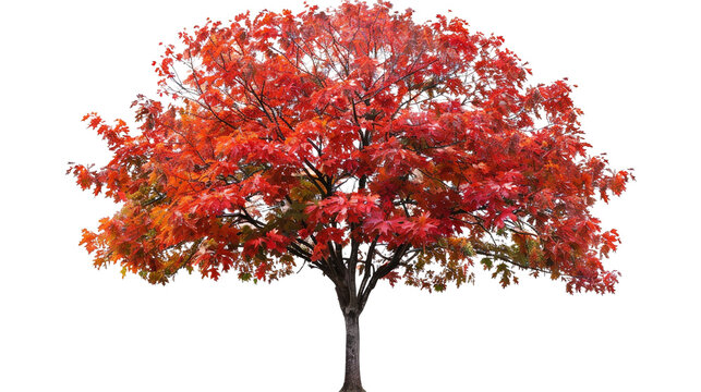 Autumn maple tree isolated on transparent background