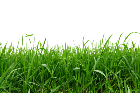 Lush Green Grass Field On A Transparent Background