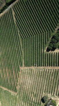 Aerial shot, grape Vineyards field. Italian Wine. Piedmont, Langhe. Vertical video