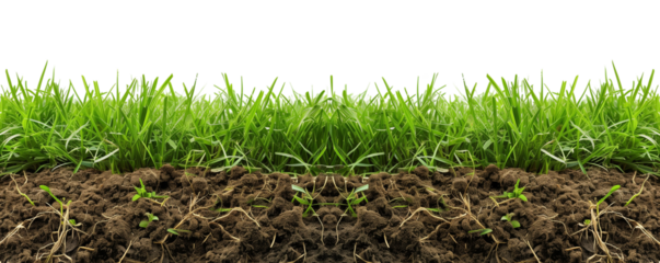 Cross Section of Grass from Soccer Field on Transparent Background
