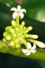 The small white flowers of Morinda citrifolia bloom gracefully from its green fruit, creating a delicate and captivating scene.