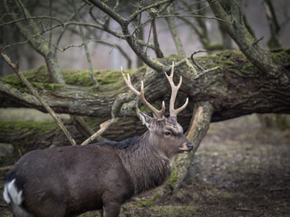 the male deer in the forest