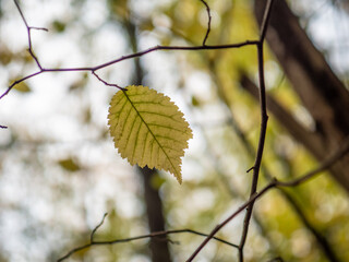 Autumn leaves in the forest