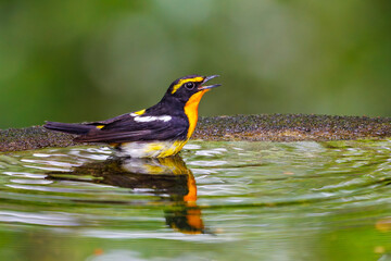 泉で水浴びをする可愛いキビタキ（ヒタキ科）。

日本国神奈川県秦野市、弘法山公園、権現山バードサンクチュアリにて。
2022年7月撮影。

A lovely Narcissus Flycatcher (Ficedula narcissina) bathing in a spring.
