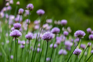 Macro abstract texture view of purple chive flowers with defocused background