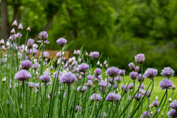 Macro abstract texture view of purple chive flowers with defocused background
