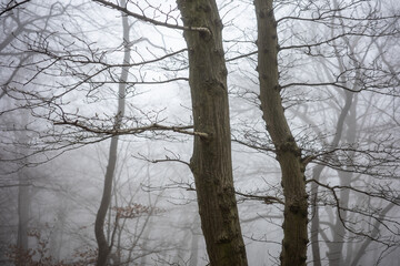 Fototapeta premium The forest in a fog.